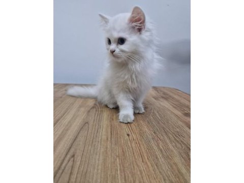 British longhair kedisi