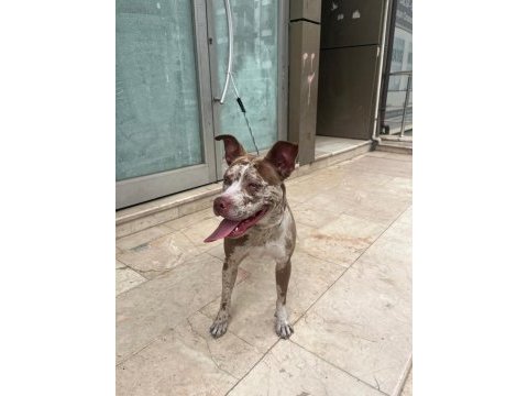 6 aylık merle color köpeğimiz