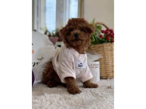 Kore poodle