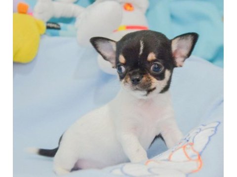Orjinal 2 kg altı anne baba garantili köpekler bardak boy