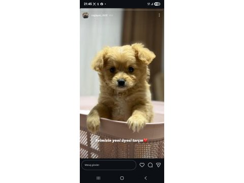 Maltipoo yavru 3 aylik