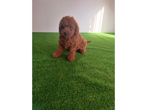 Poodle bebeklerimiz yeni ailelerine gitmeye hazırlar