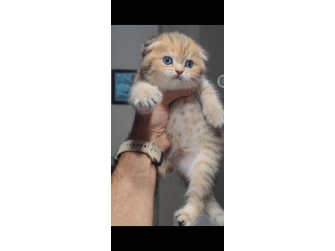 Scottish fold kedimiz