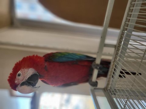 Bebek macaw