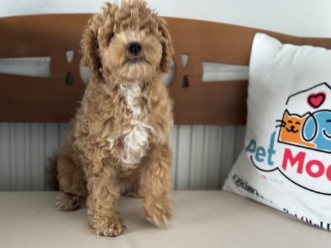 Petmode köpek çiftliğinde ziyarete açık maltipoo