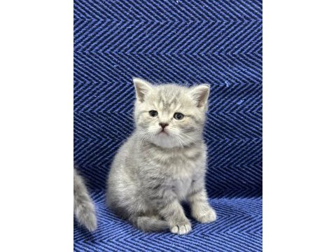 British shorthair ve scottish fold