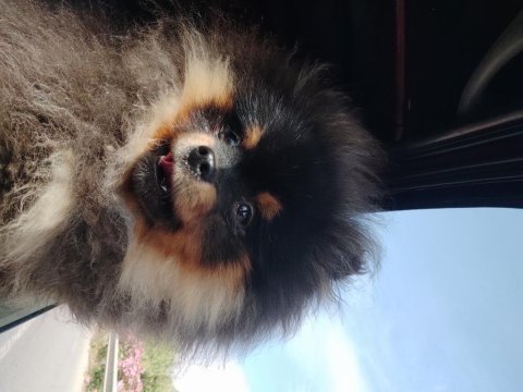 Aşılı karneli çipli erkek pomeranian yavrumuz