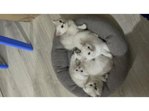2 dişi ve 2 erkek ballı lokma yavru kediler