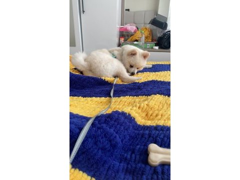 7 aylık erkek pomeranian
