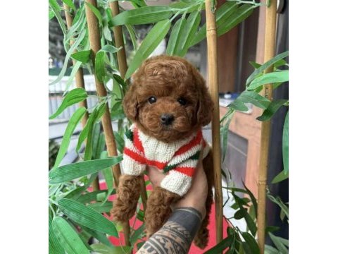 Tuvalet eğitimli 2 aylık poodle dişi yavru yuvasını arıyor