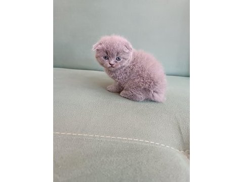 Adana erkek scottish fold 1.5 aylık