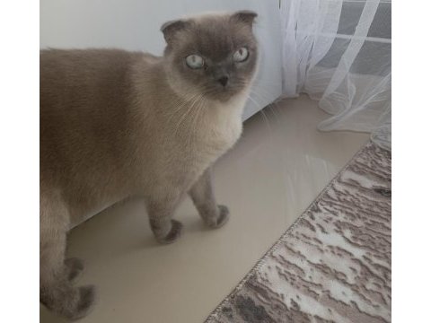 Scottish fold dişi tuvalet eğitimi var