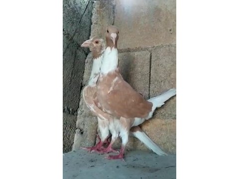 Sarı alaca beyaz kuyruk güvercin