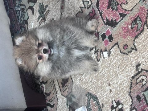 Pomeranıan erkek köpeğimiz ayı surat erkek