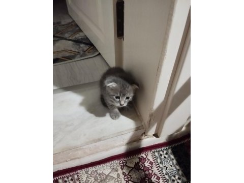 Sahiplendirilecek scottish fold kedisi