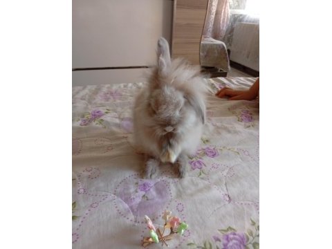 Lop tavşanı