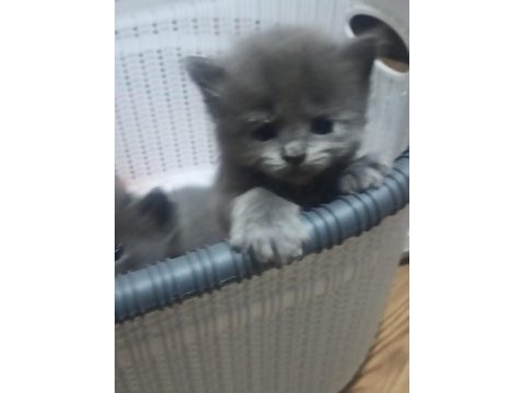 Russian blue kedimiz ev arıyor