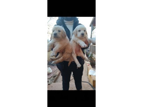 Golden retriever yavru bebeklerimiz rezerveye açıktır