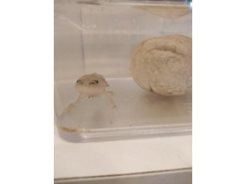Bebek axolotl sağlıklı ve keyifli