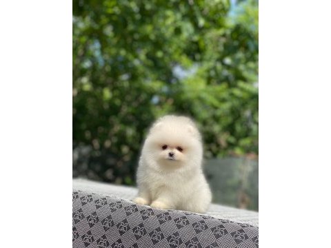 Safkan ayı surat pomeranian tüy yumaklarım yuva arıyor