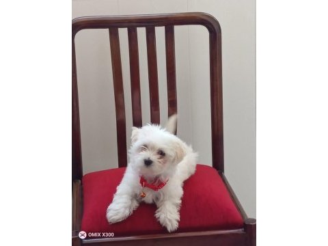 Maltese yavruları