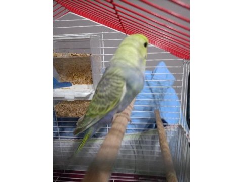 Erkek rainbow muhabbet kuşu yavru