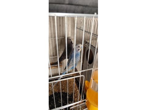 Komple kafes ve iç deki aksesuar