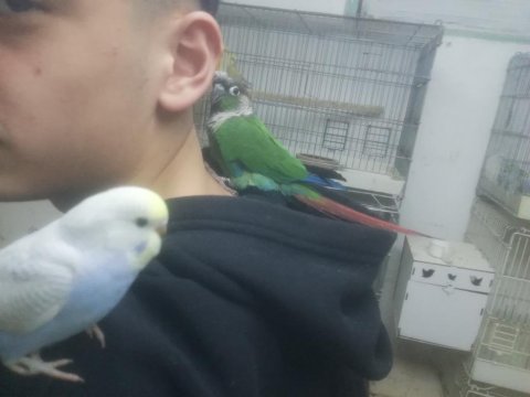 Ele alışık konur papağanı
