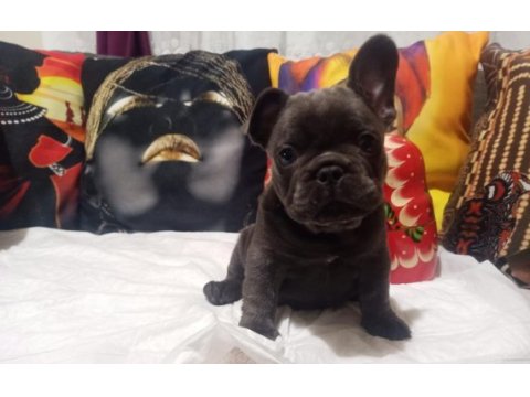 Blue erkek french bulldog bebekler yeni ailelerini arıyor