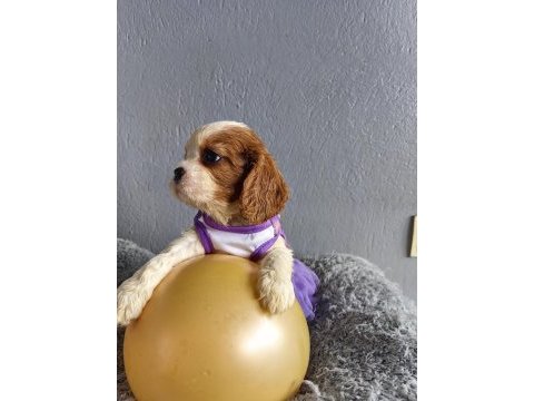 Ev ortamından sağlık ırk garantili cavalier king charles