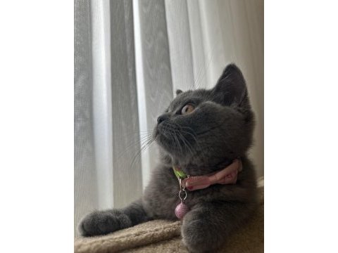 4 aylık dişi çok cana yakın oyuncu scottish fold