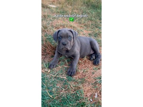 60 günlük a kalite cane corso bebek