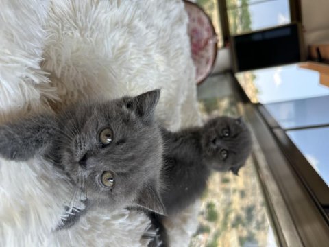 Brıtısh shorthair kedimiz