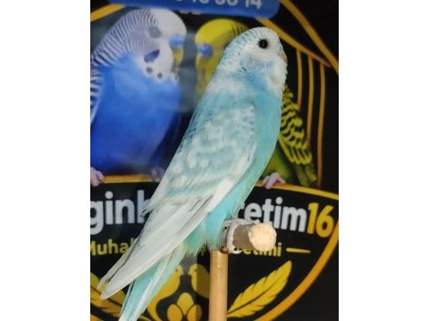 Yeme düşmüş sağlıklı muhabbet kuşları