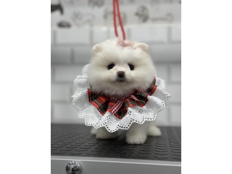 Minik teddy bear teacup pomeranian boo