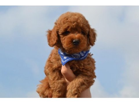 Eğitimli toy poodle yavrular