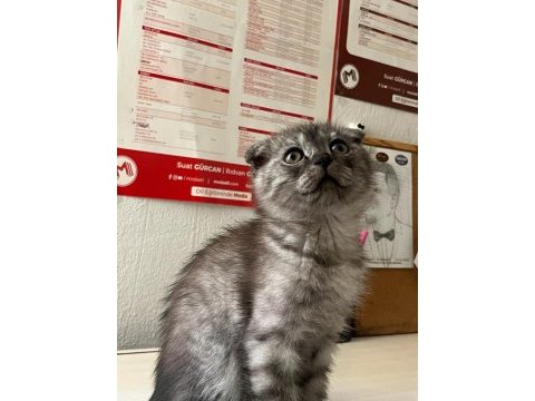 Scottish fold kedimiz için ulaşın