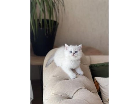 Sevimli surat british shorthair yavrum