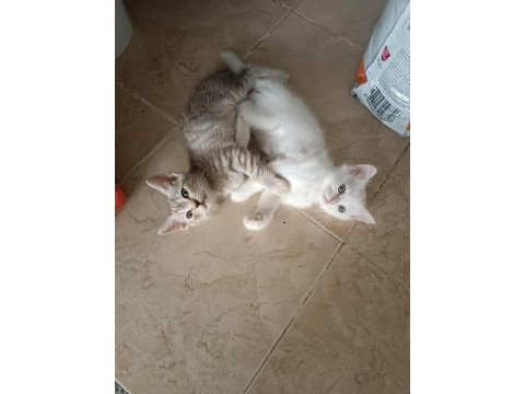 British shorthair yavrular ömürlük yuvalarına gitmeye hazır