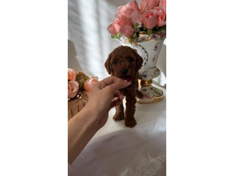 Yavru poodle anti alerjik