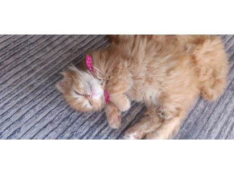 Özel ırk scottish fold longhair
