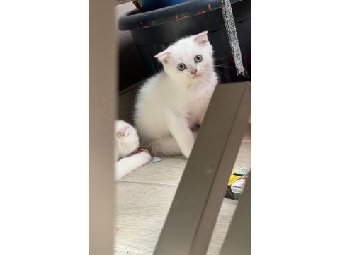 2 aylık yavru erkek kedimiz