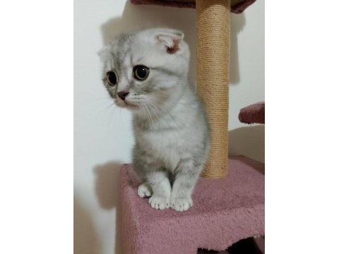 Yavru scottish fold