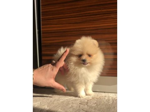 2.5 aylık dişi mini pomeranian boo