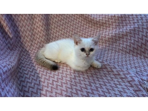 British shorthair kedilerimizi sahiplendiriyoruz
