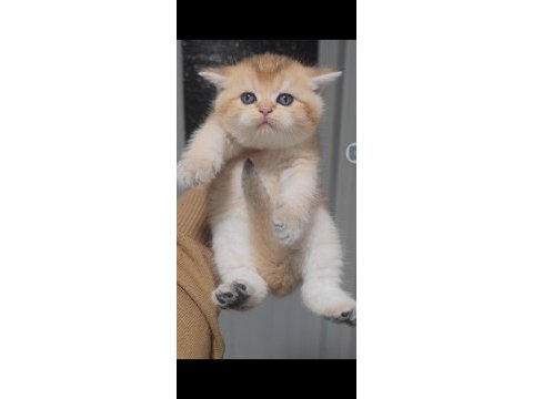 British shorthair kedisi