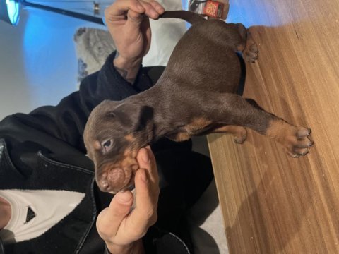 Muhteşem güzellikte kızıl doberman yavruları