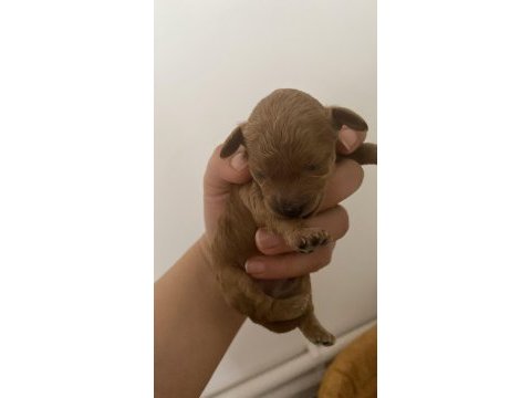 1 haftalık poodle bebekler