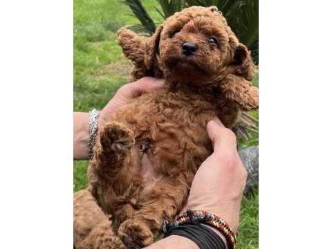 Toy poodle yavrularımız