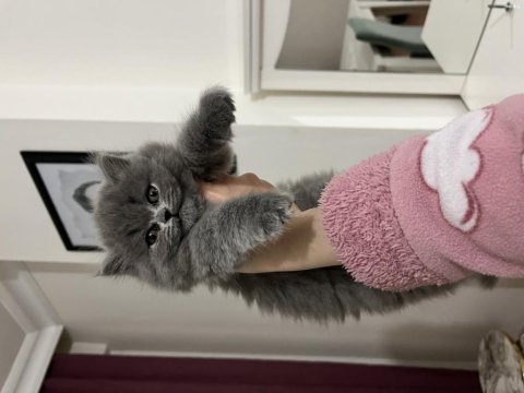 Ev ortamında sağlıklı british longhair oyuncu